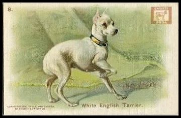 8 White English Terrier